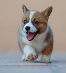 Member list of cardigan welsh corgi breeders in the delaware, the district of columbia, maryland the following list of cardigan welsh corgi breeders does not necessarily constitute endorsement or. Pembroke Welsh Corgis Breeders In Arizona
