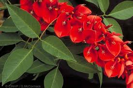 Image result for Erythrina crista-galli