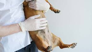 It is also the most common, and there should be special according to the pet cancer center, surgical removal of tumors is the most common and beneficial way to treat stomach cancer in dogs if the cancer has not yet metastasized. Stomach Ulcer In Dogs Symptoms Causes And Treatments