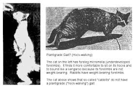 Cabbits Why Cats Can T Breed With Rabbits