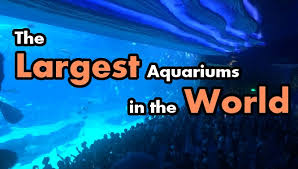 Find 300 gallon fish tank in canada | visit kijiji classifieds to buy, sell, or trade almost anything! 13 Largest Public Aquariums In The World 2 Million Gallons