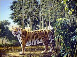 Image result for illusion pictures