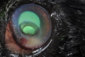 Drops are often easier to administer. Deep Corneal Ulceration And Corneal Grafting Procedures