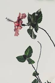 Free download collection of aesthetic wallpapers for your desktop and mobile. Flowers Aesthetic Pictures Download Free Images On Unsplash