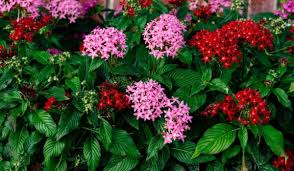 Image result for Pentas lanceolata