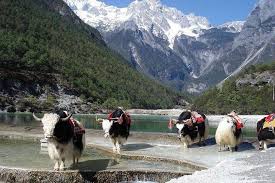 Yulong naxi autonomous county, lijiang city, yunnan province, china. Lijiang To Yak Meadow And Shuhe Ancient Town Private Day Tour 2021
