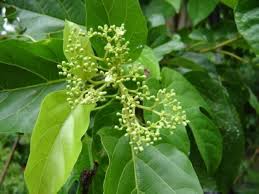 Image result for Premna serratifolia