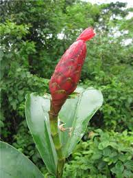 Image result for Costus