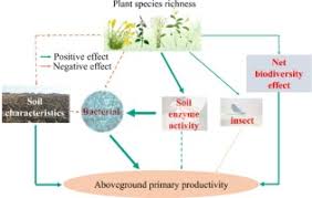 Image result for Polygala melilotoides