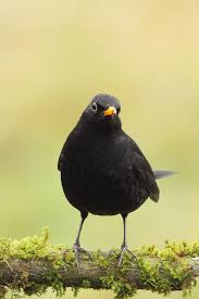 Pin Von Mein Schoner Garten Auf Tiere Heimische Vogel Tiere Amsel