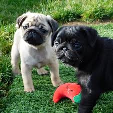 6 months old cute pug puppies available, 4months, 12 months and more. Northwest Pugs French Bulldogs Akc Registered Showdogs And Companions