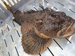 Sea raven — sea ra ven (zo ol.) (a) an american cottoid fish ({hemitripterus americanus}) allied to the sculpins, found on the northern atlantic coasts. Sea Raven Hemipterus Spp Gulf Of Maine Inc
