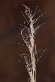 Image result for Aristida adscensionis