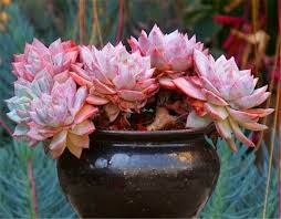 Echeveria elegans is a succulent prized for its clumping growth habit and stunning tight rosettes. There Are Four Taboos For Watering Pink Blue Birds No Wonder The Leaves Are Rotten And Do Not Color Inews