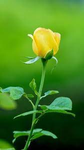 Yellow Rose Iphone Wallpaper Background Beautiful Pink Flowers Yellow Roses Rose Flower Pictures