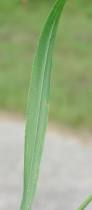 Image result for Setaria kagerensis