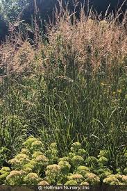 Image result for Sorghastrum