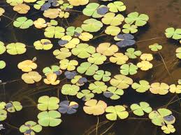 Image result for Marsilea distorta