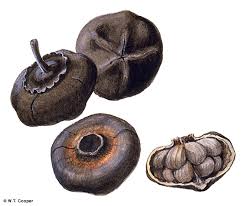 Image result for Thespesia populneoides