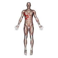The internal and external intercostals. Intercostal Muscles Rib Pain Breathing Difficulty The Wellness Digest