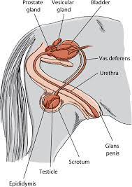 The Gonads And Genital Tract Of Horses Horse Owners Merck Veterinary Manual