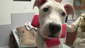 Browse thru our id verified puppy for sale if you are unable to find your puppy in our puppy for sale or dog for sale sections, please consider looking thru thousands of dogs for adoption. Beaten Injured Dog Rescued In Milwaukee Looking For Forever Home
