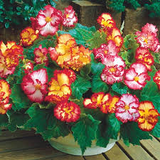 Hier zijn tevens vele andere producten terug te vinden van de beste kwaliteit tegen de. Crispa Marginata Begonia Mixed K Van Bourgondien