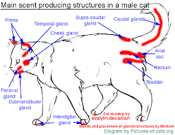 Are you searching for cat diagram png images or vector? External Anatomy Of A Cat Anatomy Drawing Diagram
