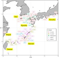 Image result for Abildgaardia ovata