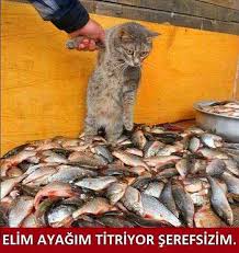 Internette Dolanan Kediler Uzerinden Donmus En Geyik 43 Caps Onedio Com