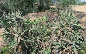 Image result for Aloe bicomitum