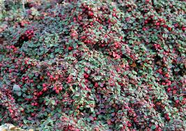 Blüht von mai bis juni. Aus China Cotoneaster Dammeri Eine Teppich Zwergmispel
