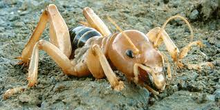 Jerusalem crickets (or potato bugs) are a group of large, flightless insects of the genus stenopelmatus. Jerusalem Cricket Aka Potato Bug Bites Big Time Pest Control