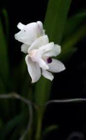 Image result for Polystachya adansoniae