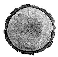 Wikimedia commons) this wood comes from north america as well as europe. Useful Tree Species For Tree Ring Dating