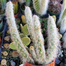 Image result for Austrocylindropuntia