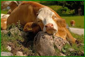 Idiomatic translations of lembu punya susu, sapi. english. Makna Dan Arti Mimpi Tentang Sapi Daftarhewan Com