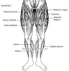 The gastrocnemius is the larger calf muscle, forming the bulge visible beneath. Legs Muscle Chart Front Jpg Anatomy Your Fingertips