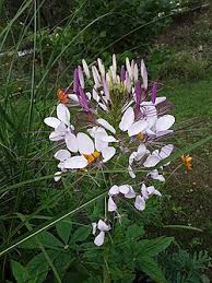 Image result for Cleome spinosa