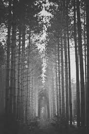 Beautiful Black And White Tree Pictures Pin By Nancy Milstein On B W Black And White Pictures White Picture Black And White Tree