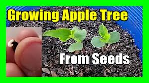 Maybe you would like to learn more about one of these? How To Grow An Apple Tree From Seed Easy Apple Seed Germination Youtube