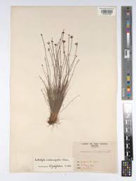 Image result for Loudetia kagerensis