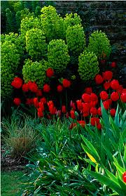 Planting Design With Hilary Thomas 8 Weeks Plants Beautiful Gardens Euphorbia