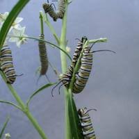 Image result for Gomphocarpus semilunatus