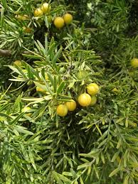 Image result for Afrocarpus falcatus