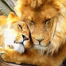 Couple Lions Lion And Lioness Hugging Canvas Lion Large Art Etsy Lion Love Lion And Lioness Lions