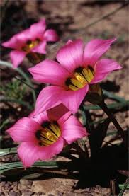 Image result for Romulea camerooniana