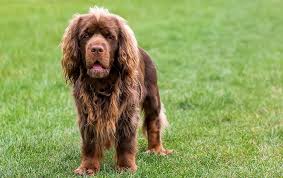 Image result for sussex španěl