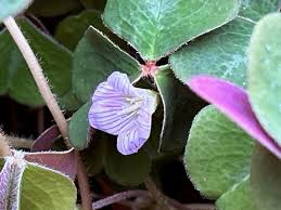 Image result for Oxalis purpurascens