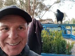 Young magpie enjoying the grass pile at batemans bay nsw australia